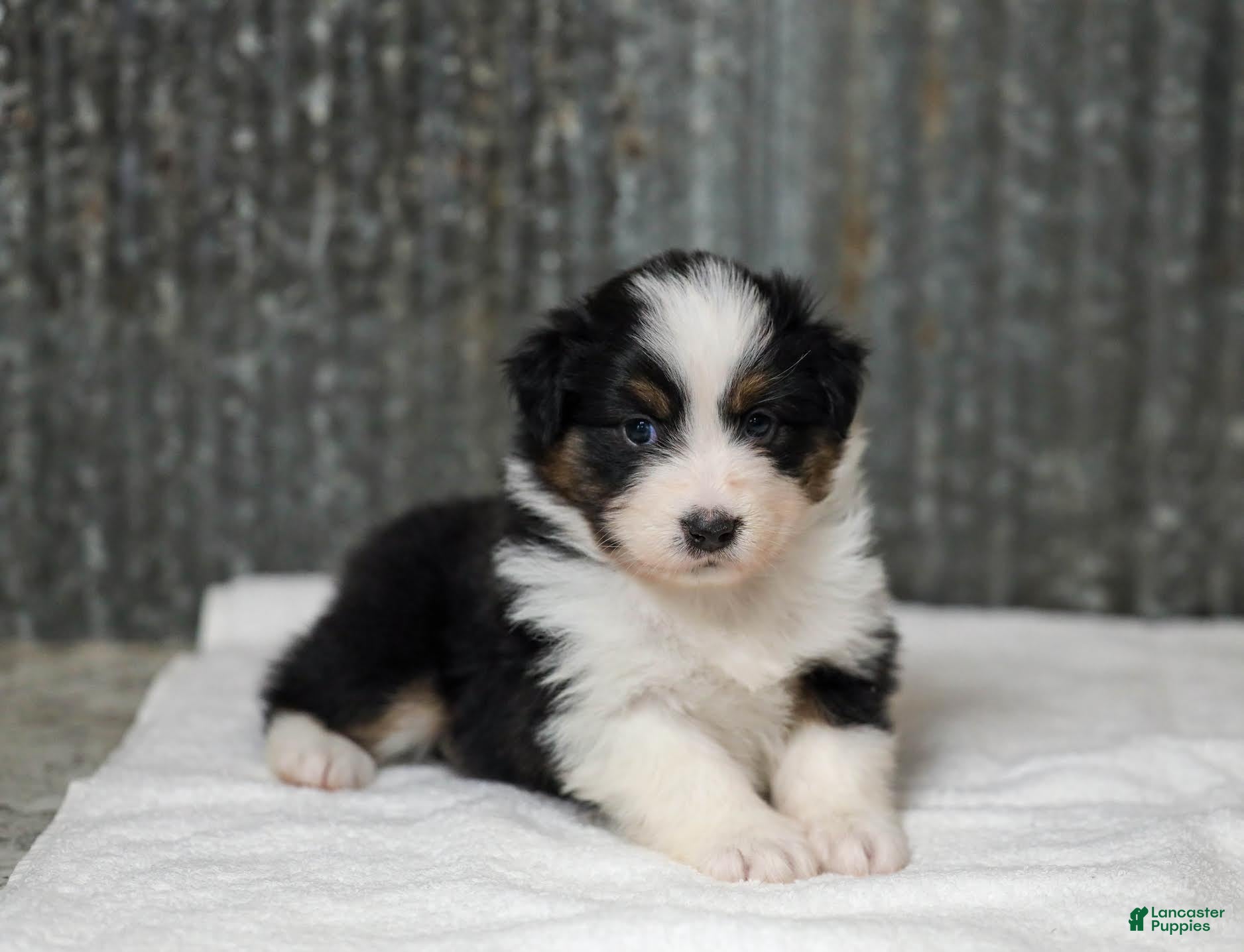 Miniature Australian Shepherd dogs Lassie Miniature Australian Shepherd Puppy  - Ad 1