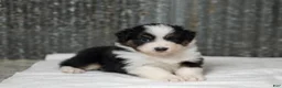 Miniature Australian Shepherd dogs for sale: Lassie Miniature Australian Shepherd Puppy  - Ad 5