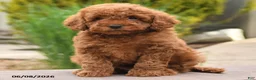 Miniature Poodle dogs for sale: Easton - Ad 3