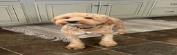 Goldendoodle dogs for sale: Lacey - Ad 3