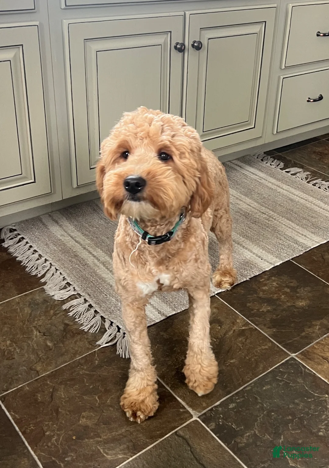 Goldendoodle dogs for sale: Lacey - Ad 3