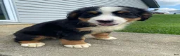 Bernese Mountain Dog dogs for sale: Dolly - Ad 7
