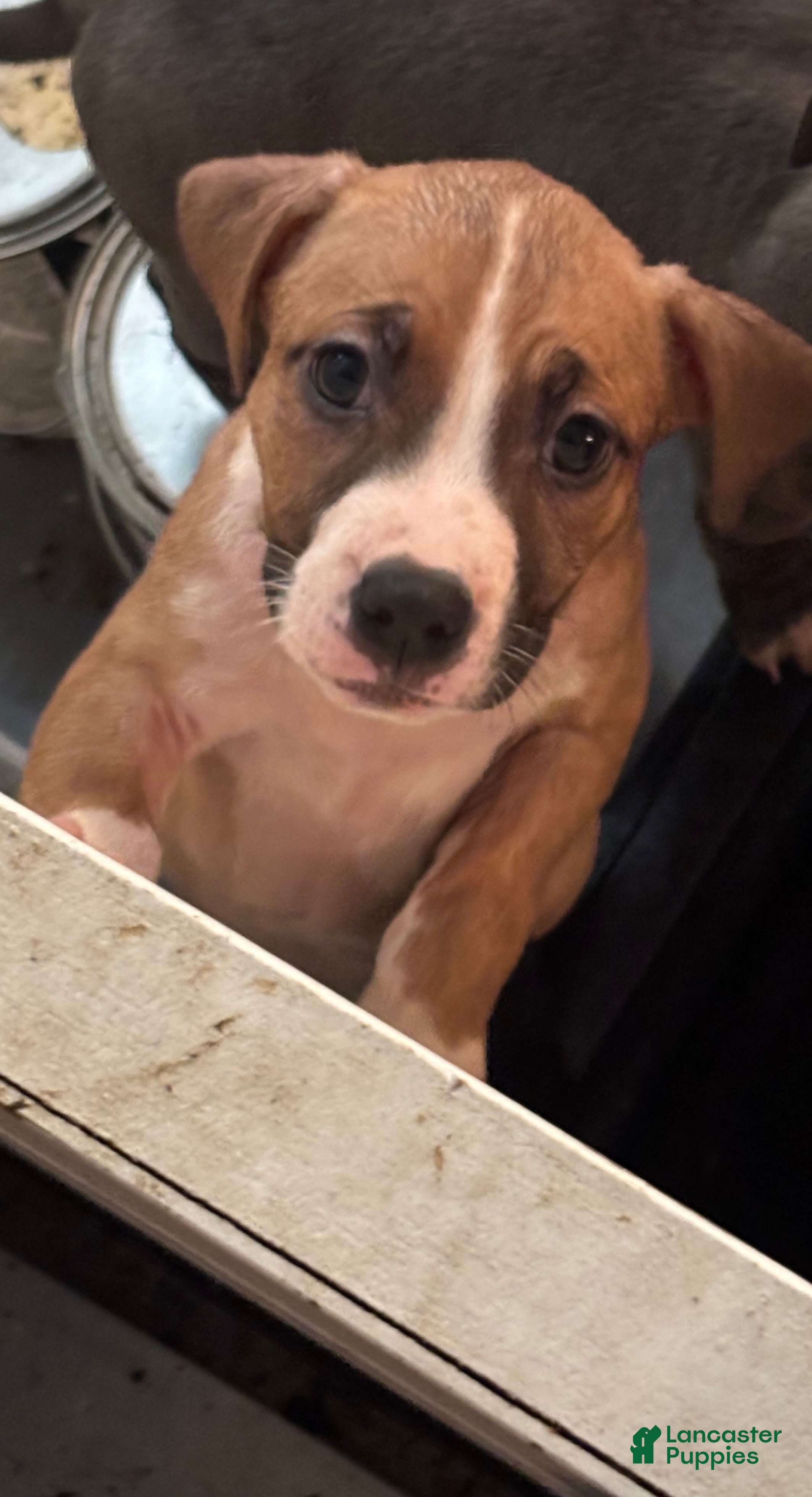 American Pit Bull Terrier dogs for sale: American Pit Bull Terrier Puppy 5 - Ad 1