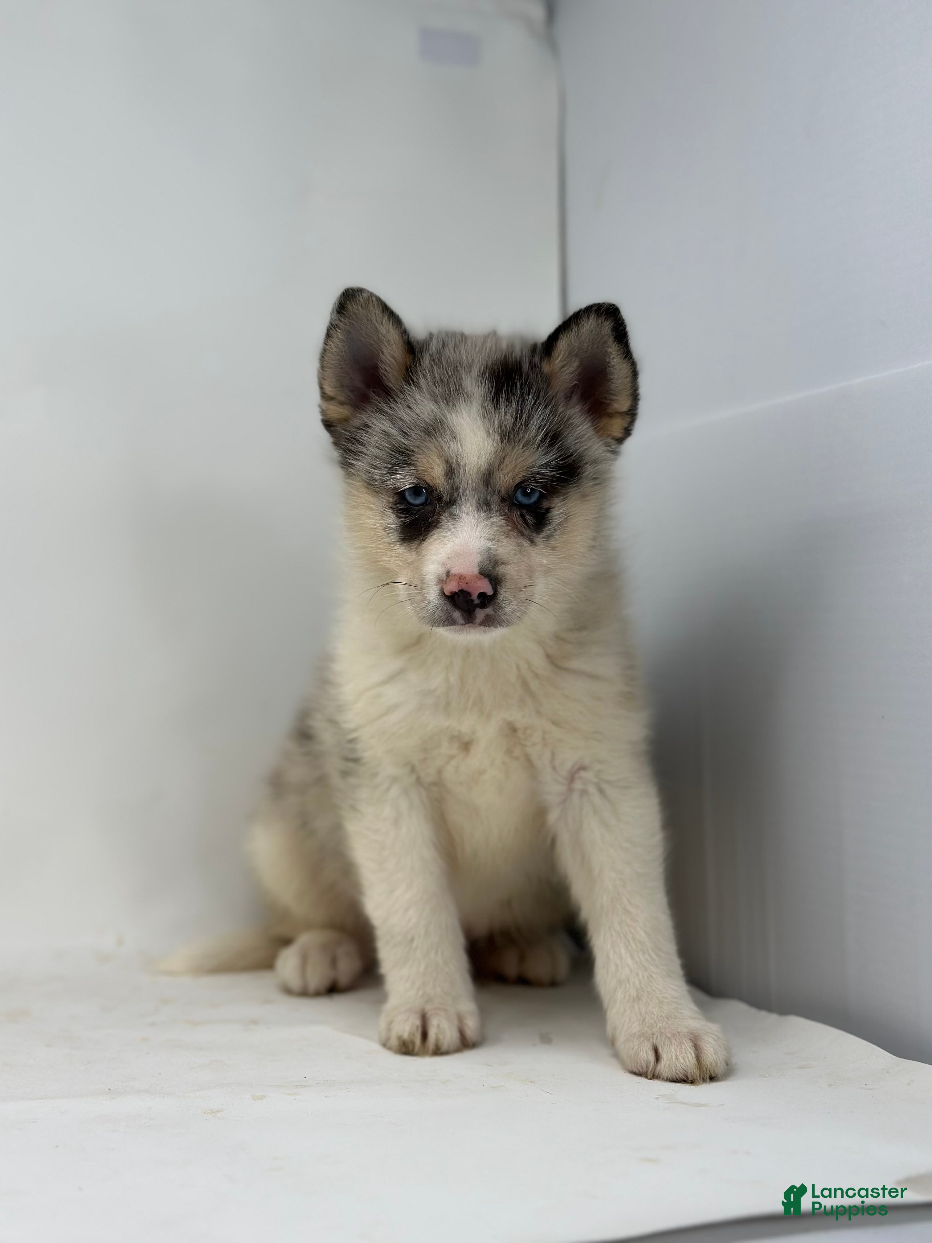 Pomsky dogs Travis - Ad 7