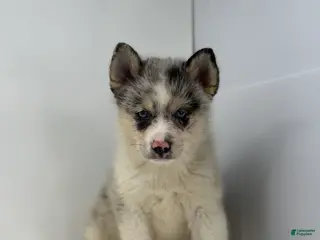Pomsky dogs Travis - Ad 4
