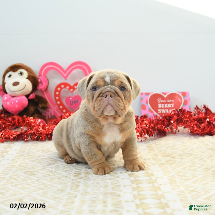 English Bulldog dogs Rambo - Ad 2