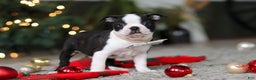 Boston Terrier dogs for sale: Max - Ad 4