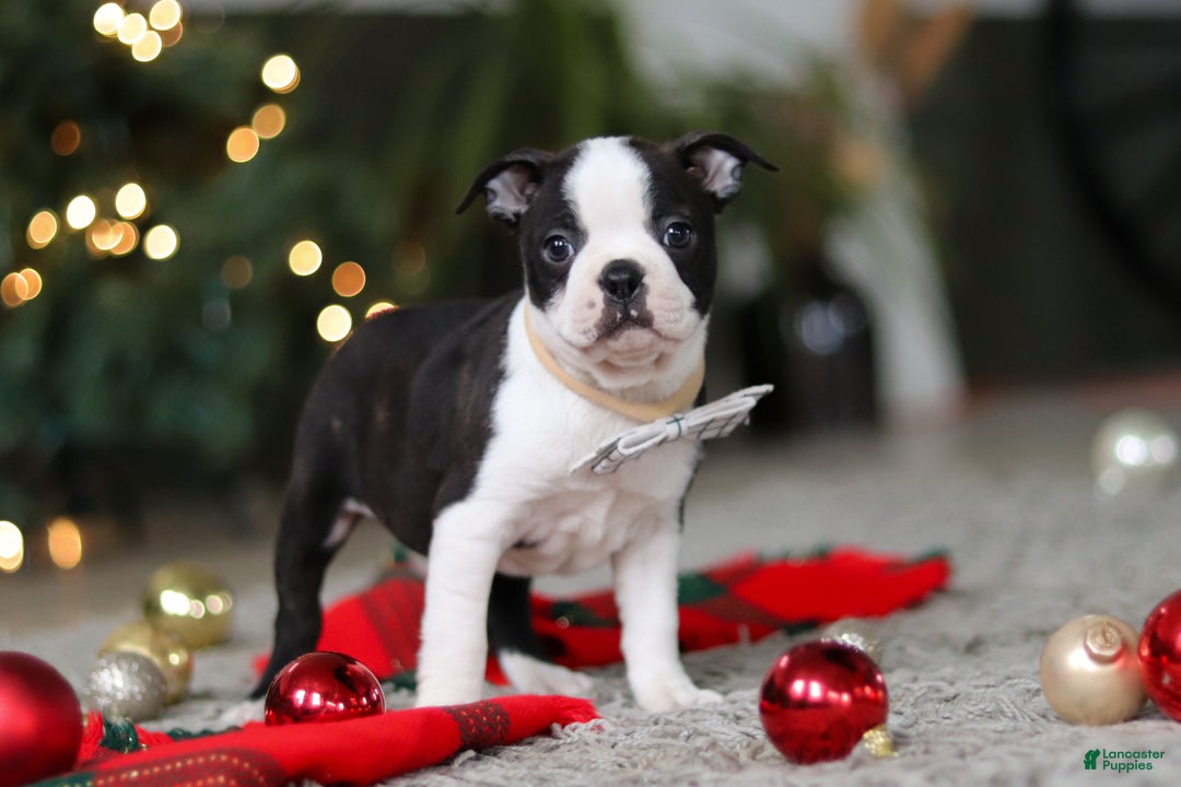 Boston Terrier dogs for sale: Max - Ad 4