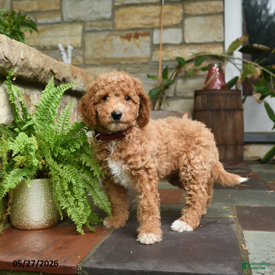 Mini Goldendoodle dogs for sale: Cinnamon - Ad 3