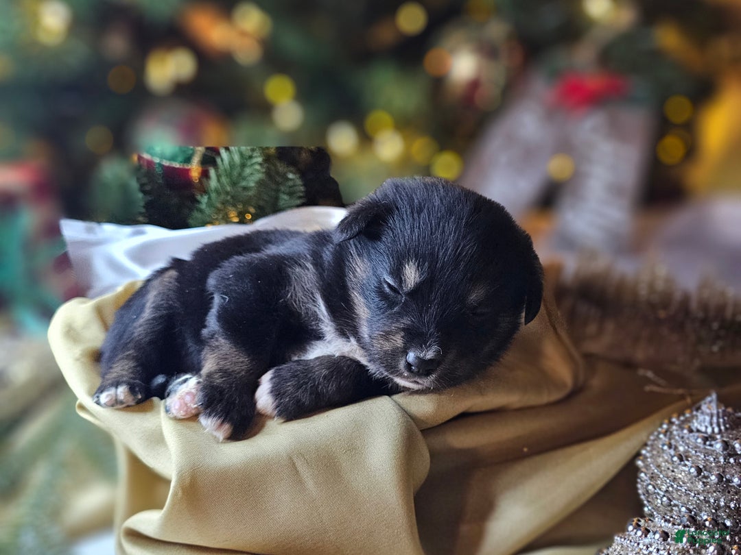 Mixed Breed dogs for sale: The Enchanted Pomalier 🐾 - Ad 6