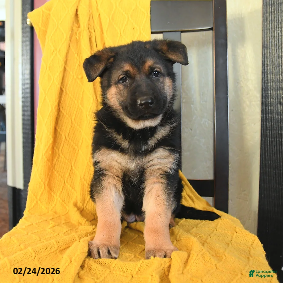 German Shepherd dogs for sale: Gracie - Ad 5