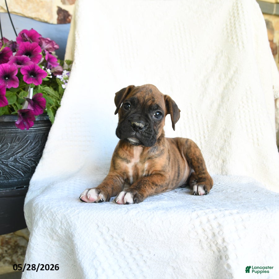 Boxer dogs Remmy - Ad 2
