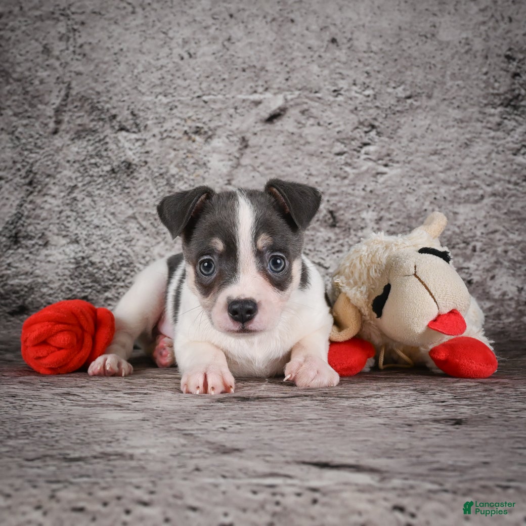 Chihuahua dogs Archie - Ad 2