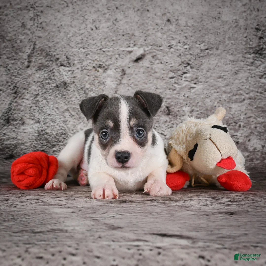 Chihuahua dogs for sale: Archie - Ad 2