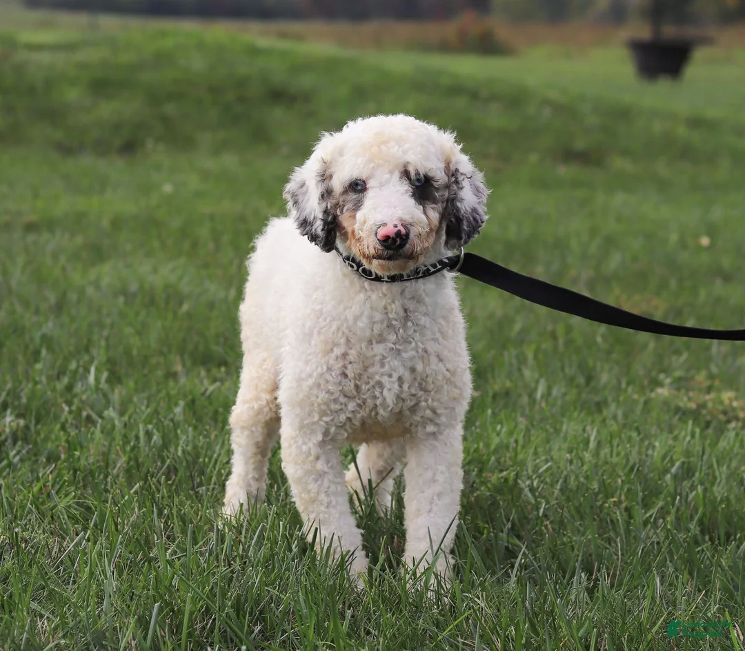 Mini Bernedoodle dogs for sale: Gabe - Ad 8