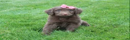 Mini Aussiedoodle dogs for sale: Cora - Ad 1