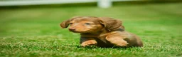 Miniature Dachshund dogs for sale: Ezra - Ad 7
