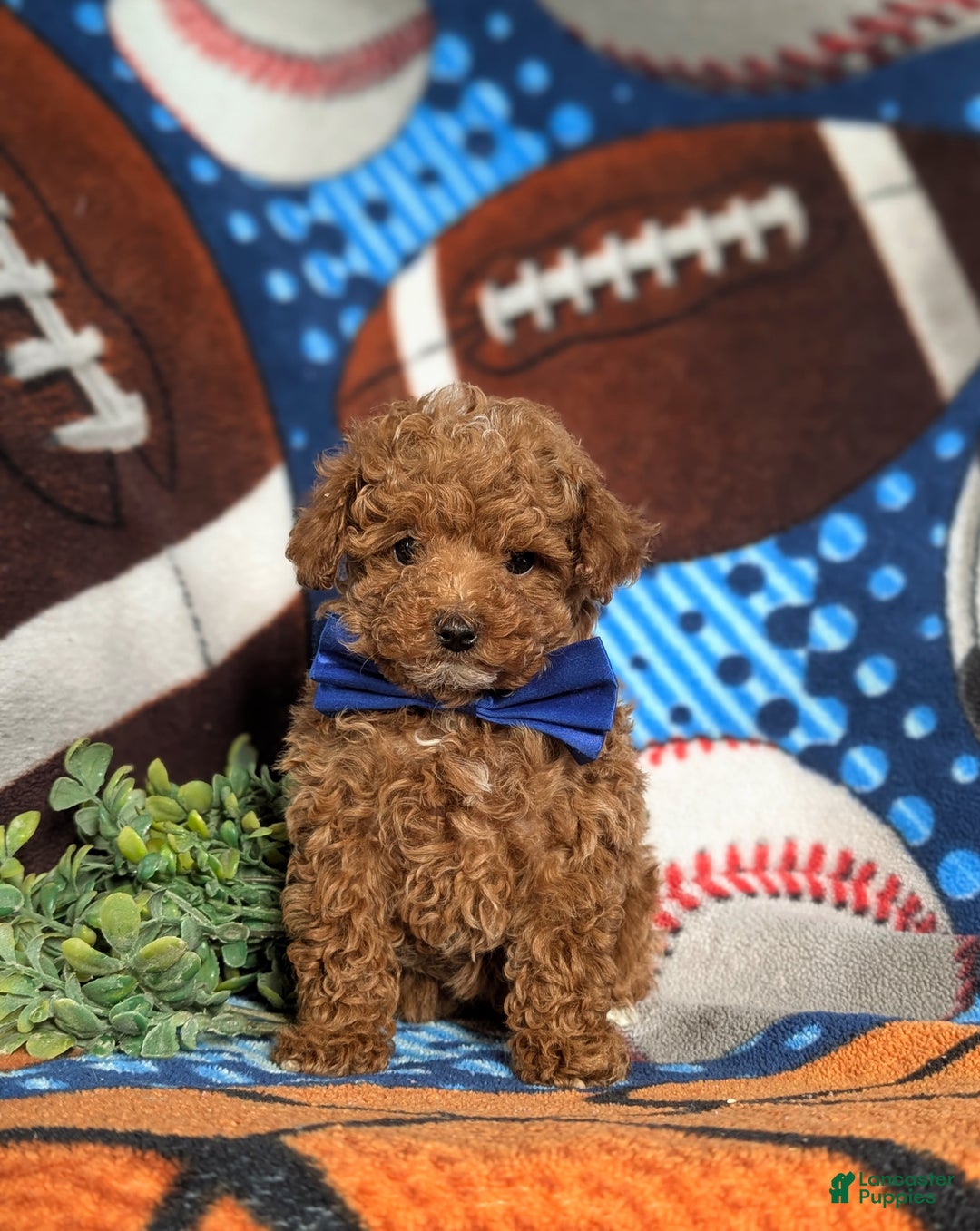 Toy Poodle dogs for sale: Crofton - Ad 4