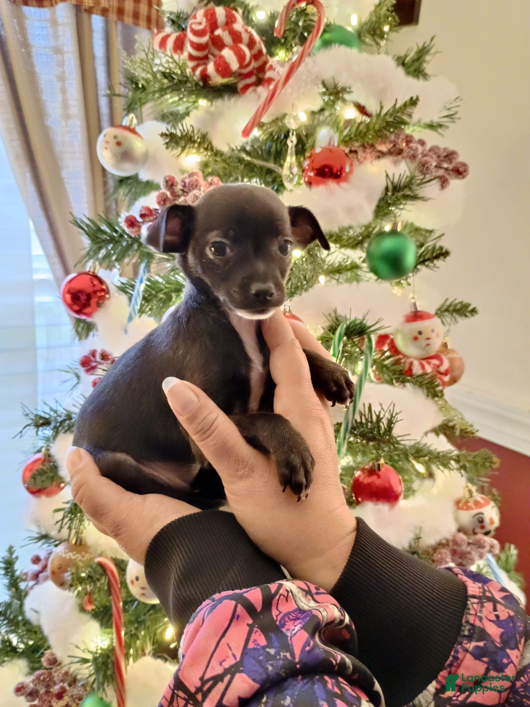 Chihuahua dogs for sale: Eve t-cup  - Ad 1