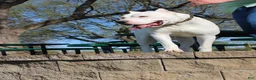 Dogo Argentino dogs for sale: Pink - Ad 11