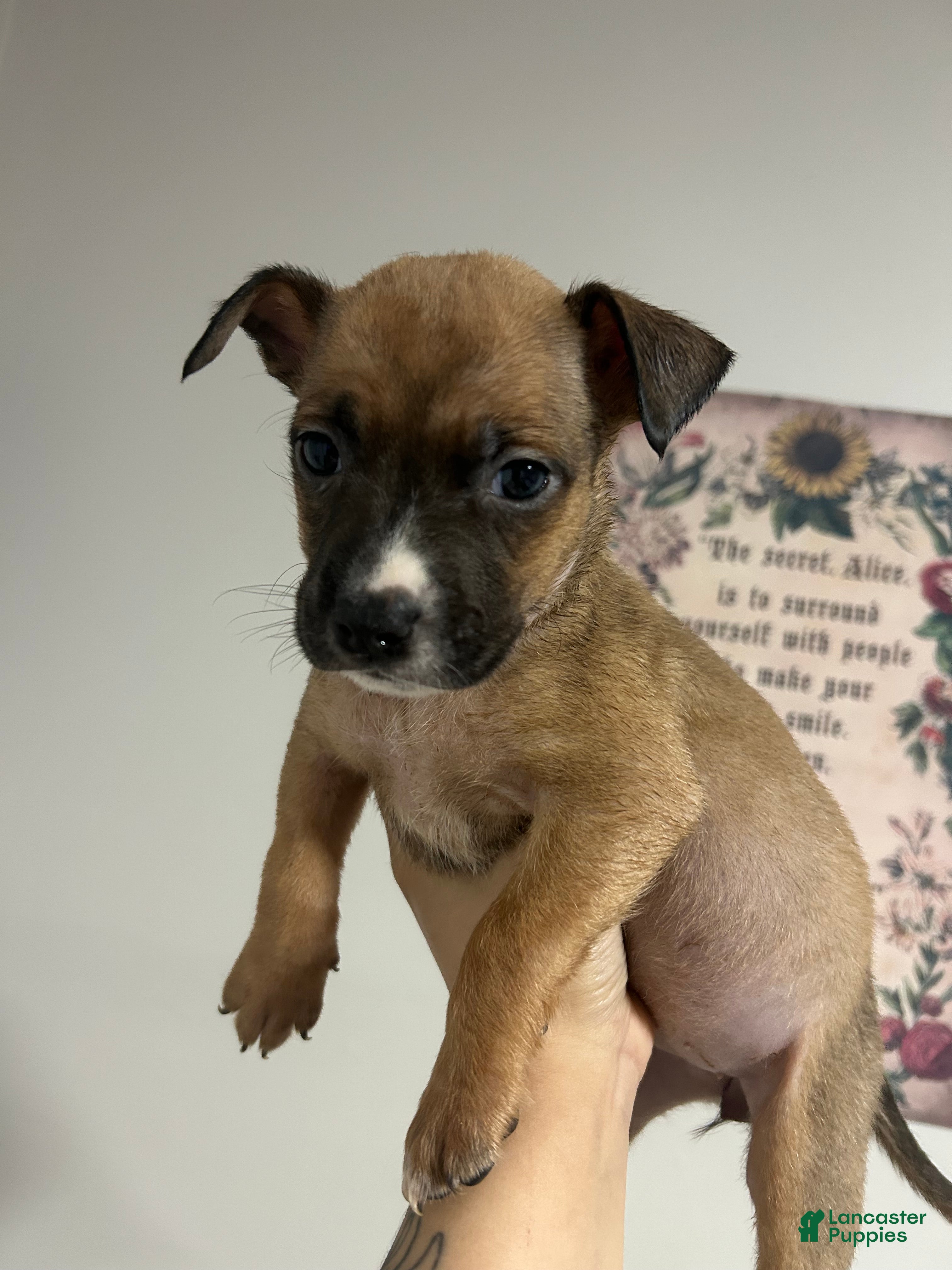 Mixed Breed dogs for sale: Girl 3 - Ad 2