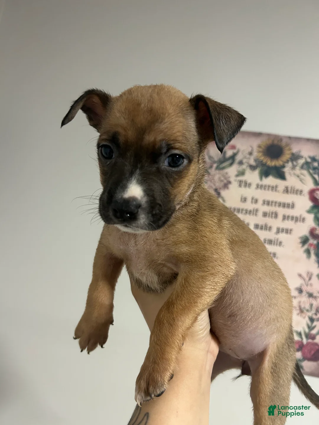 Mixed Breed dogs for sale: Girl 3 - Ad 1