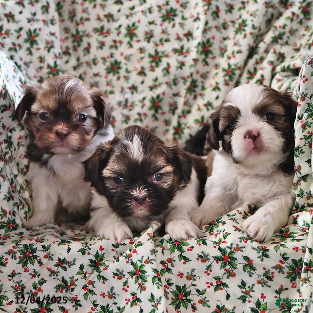 Shih Tzu dogs for sale: Ace - Ad 9