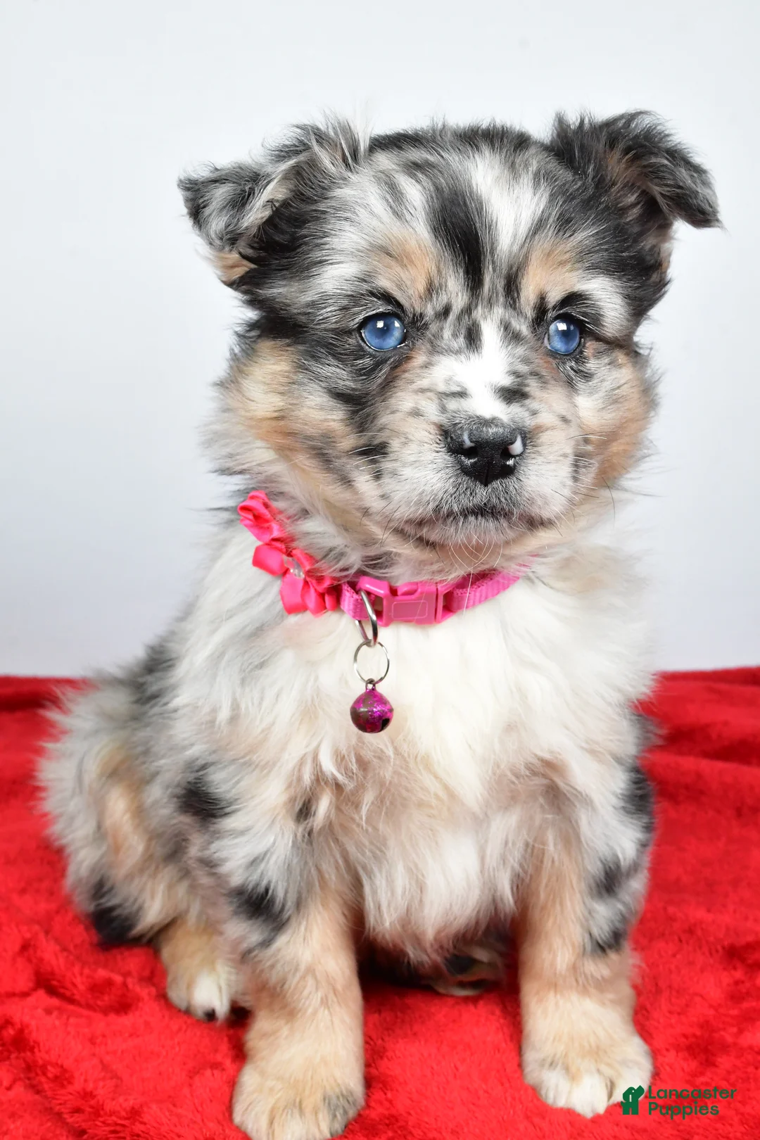 Mixed Breed dogs for sale: Coco - Ad 10