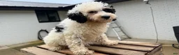 Mini Bernedoodle dogs for sale: Sapphire - Ad 1