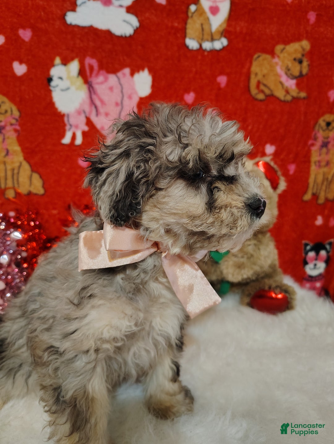Mini Bernedoodle dogs for sale: Maggie - Ad 6