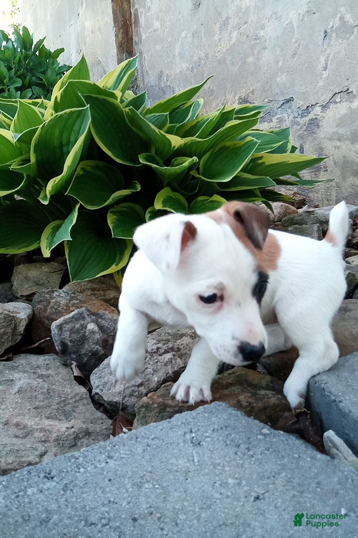 Jack Russell Terrier dogs Whitey - Ad 2