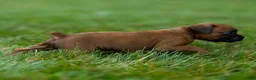 Boxer dogs for sale: Neva Boxer  - Ad 7