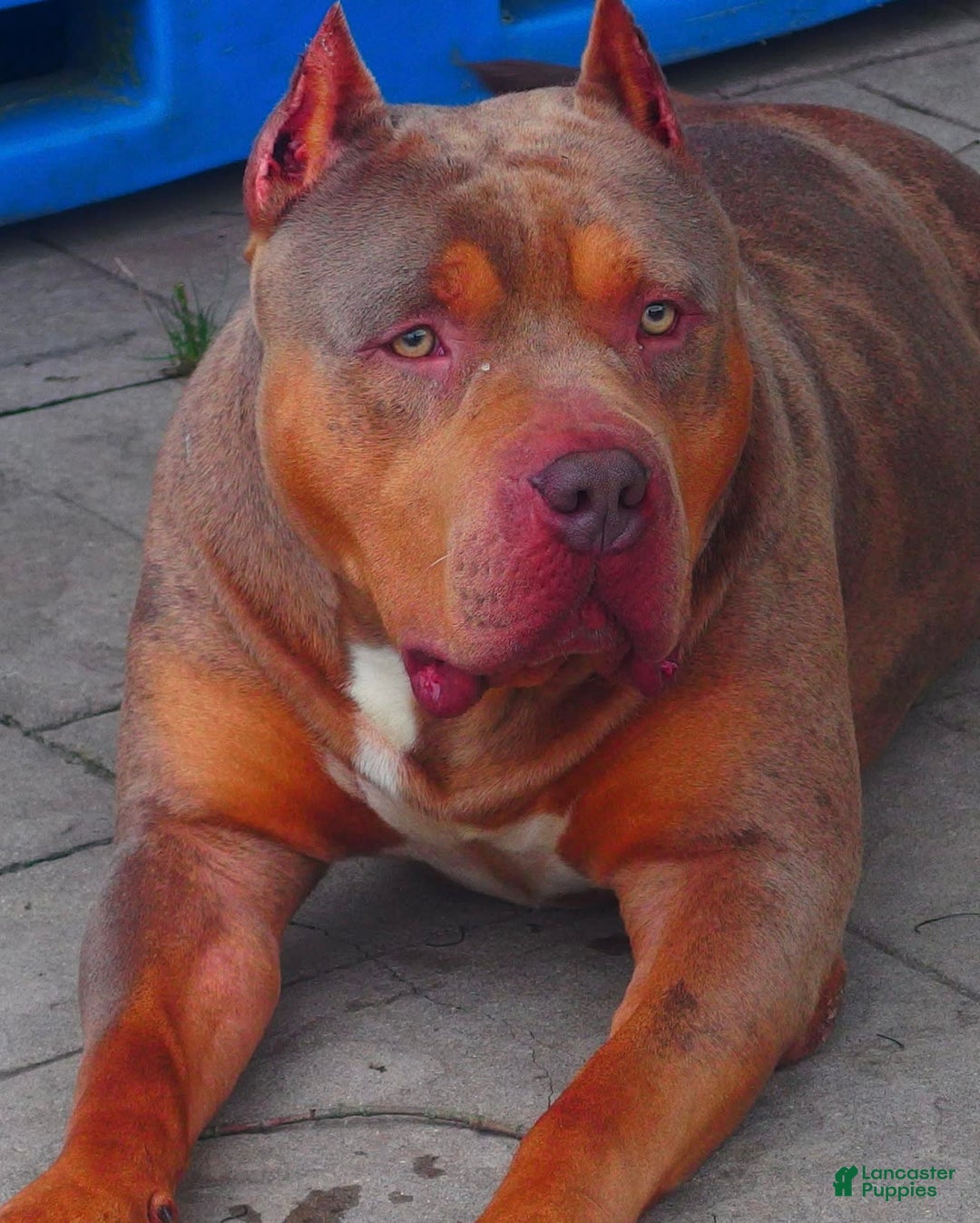 Brindle Pitbull Red Nose Pitbull And Blue Nose Pitbull Mix Red Nose Pitbull  Mix With Rottweiler, image size:1080x1348