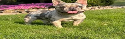 French Bulldog dogs for sale: Nova - Ad 4