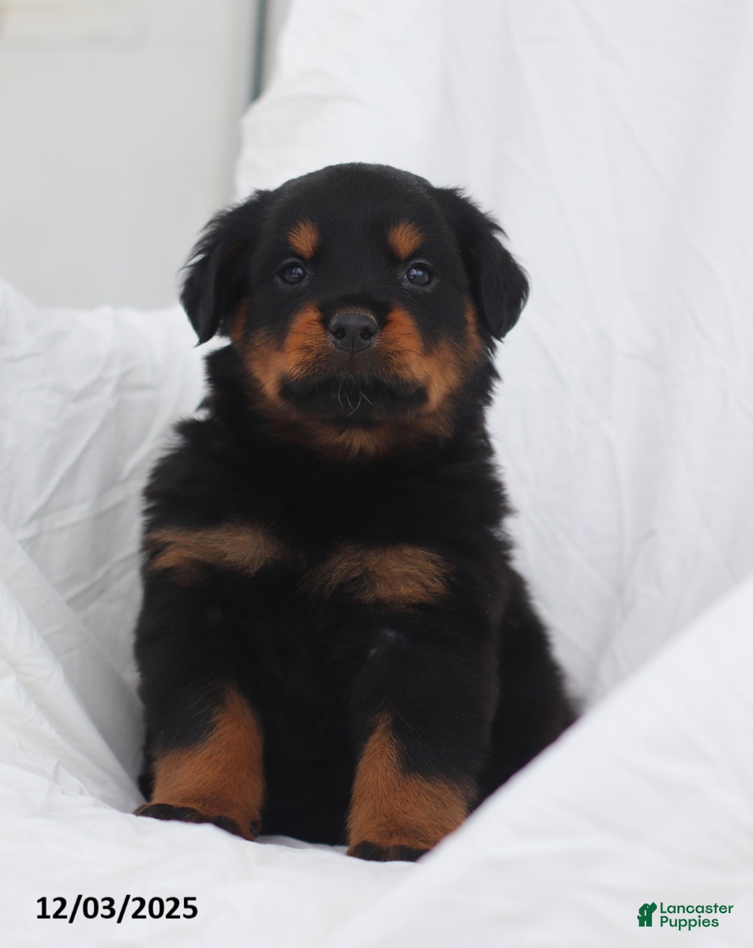 Rottweiler dogs for sale: Bruiser - Ad 3
