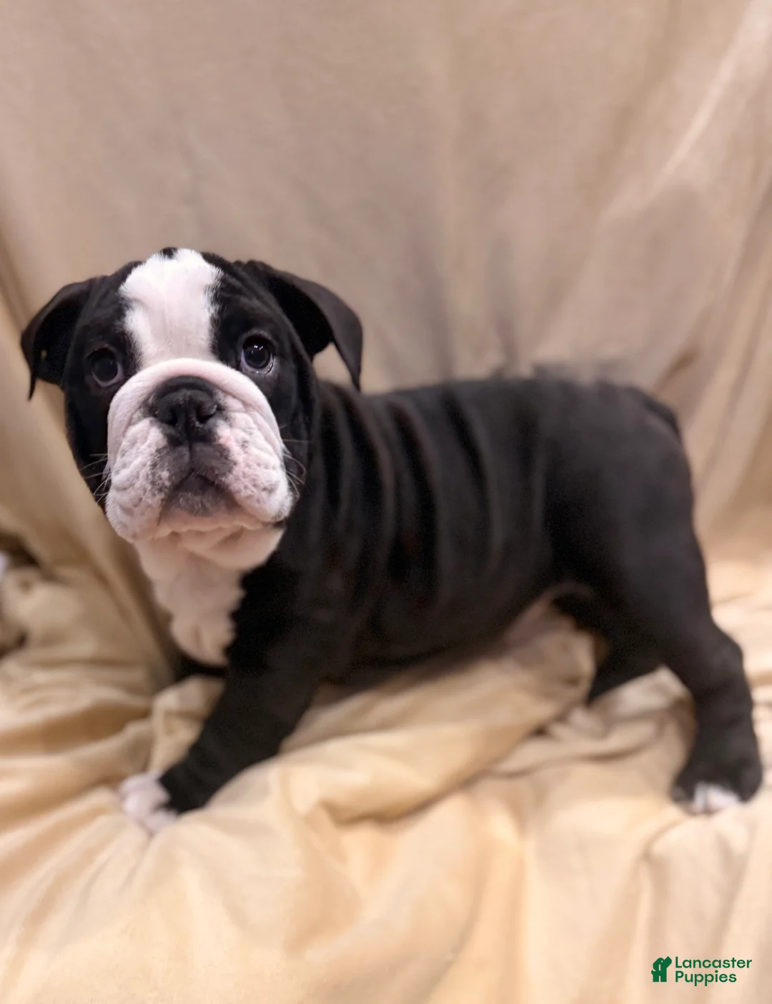 English Bulldog dogs for sale: Cindy Lou  - Ad 13