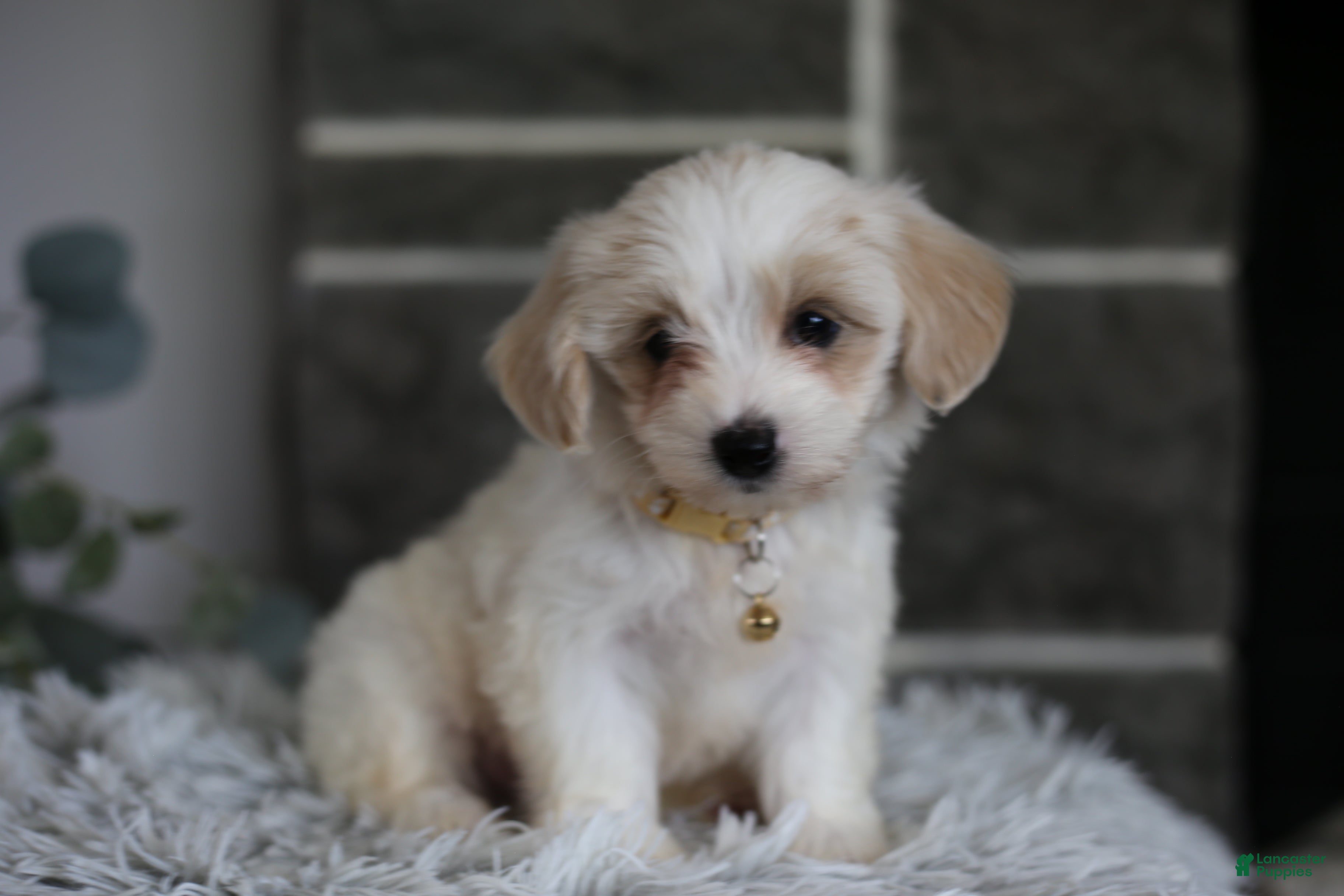 Maltipoo dogs Cosmo - Ad 2