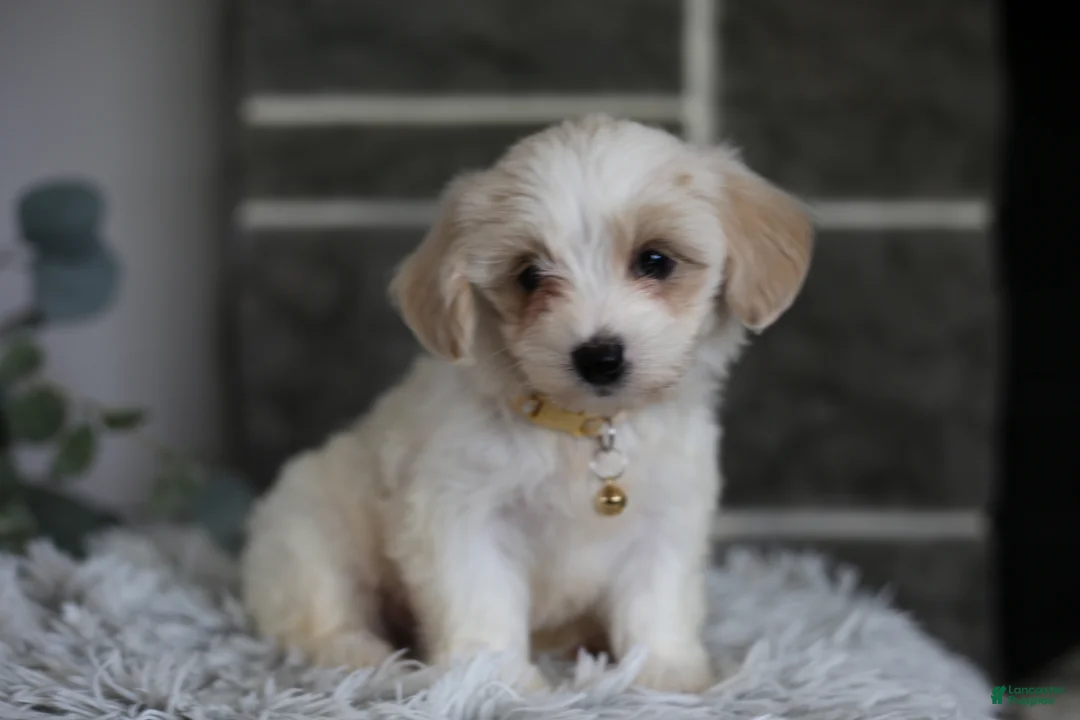 Maltipoo dogs for sale: Cosmo - Ad 2