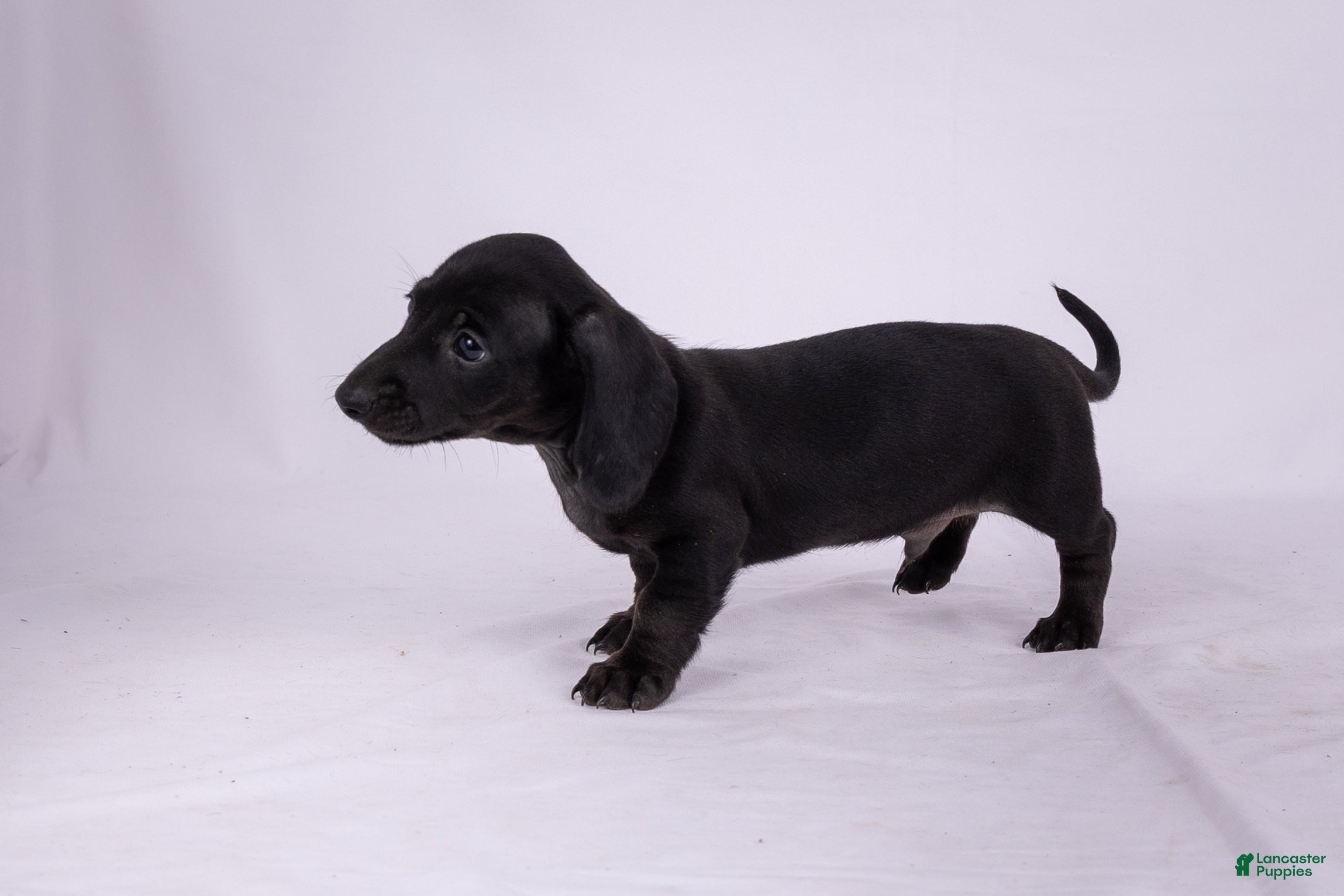 Miniature Dachshund dogs Peter - Ad 2