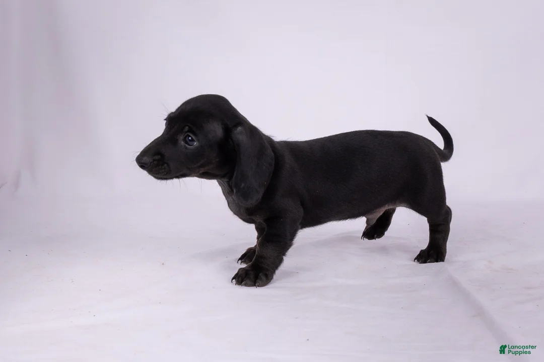 Miniature Dachshund dogs for sale: Peter - Ad 2