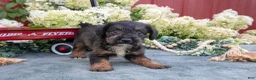 Miniature Schnauzer dogs for sale: Koda - Ad 2
