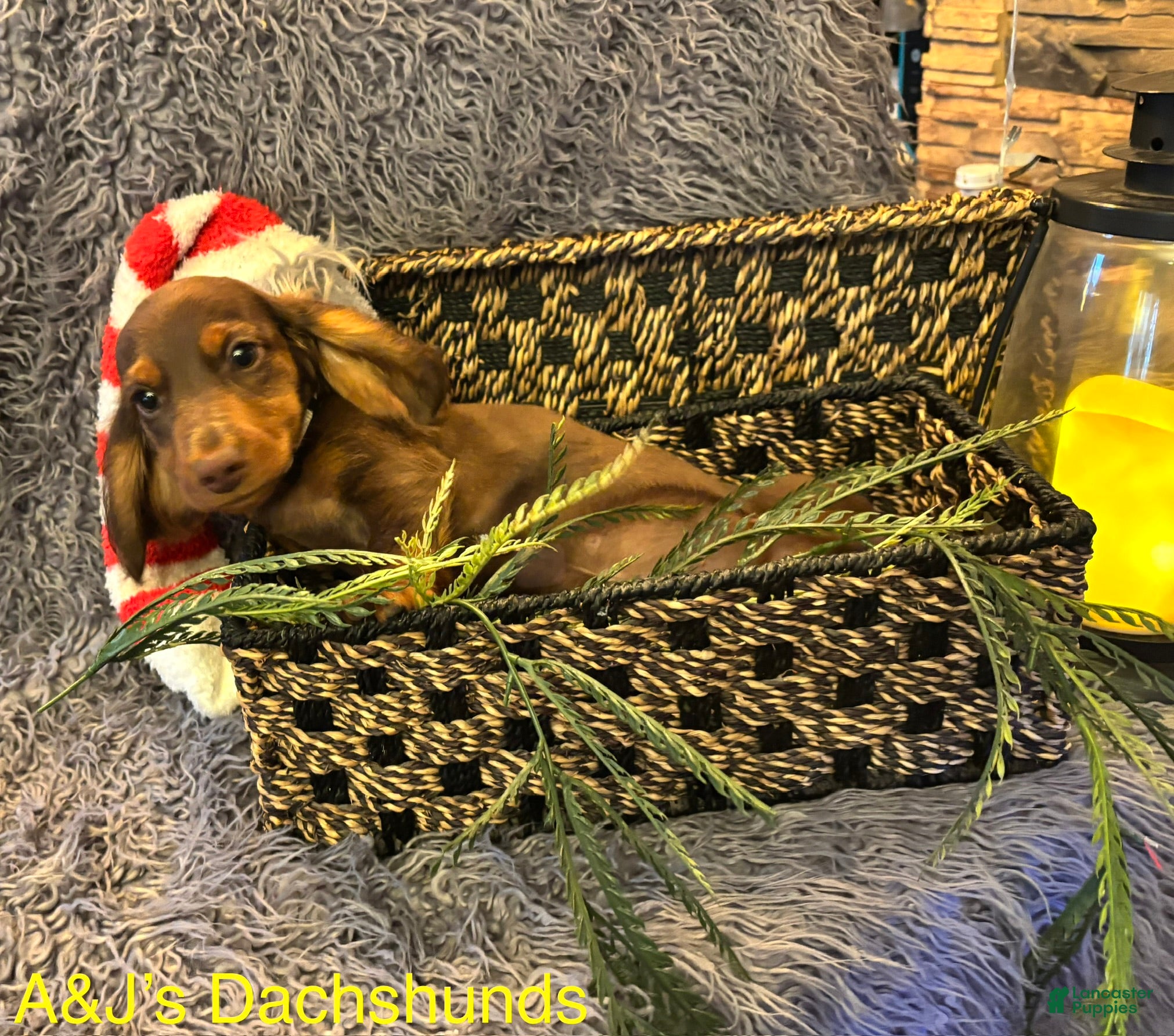 Miniature Dachshund dogs Miniature Dachshund Puppy 2 - Ad 33