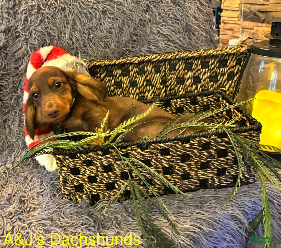 Miniature Dachshund dogs for sale: Miniature Dachshund Puppy 2 - Ad 1