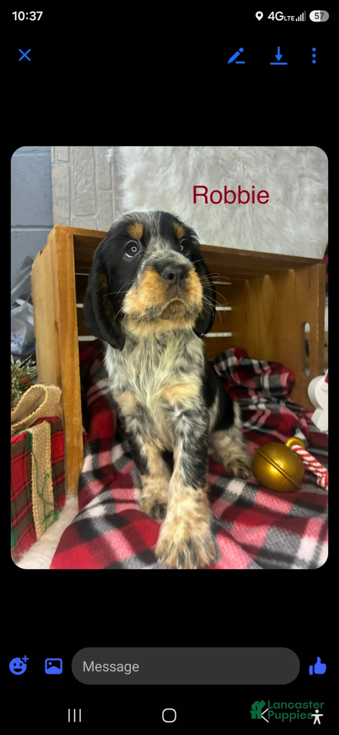 English Springer Spaniel dogs for sale: Penny - Ad 3