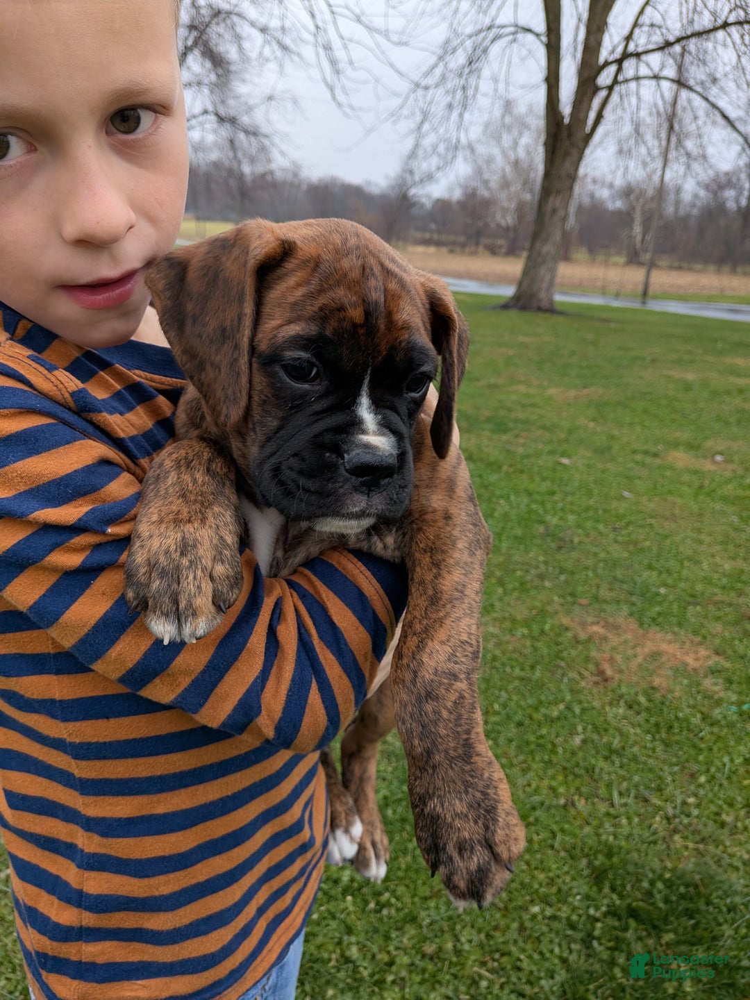 Boxer dogs for sale: Pierce - Ad 1
