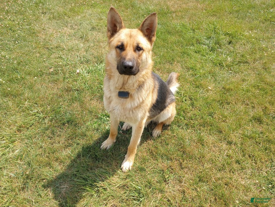 German Shepherd dogs for sale: Striker - Ad 14