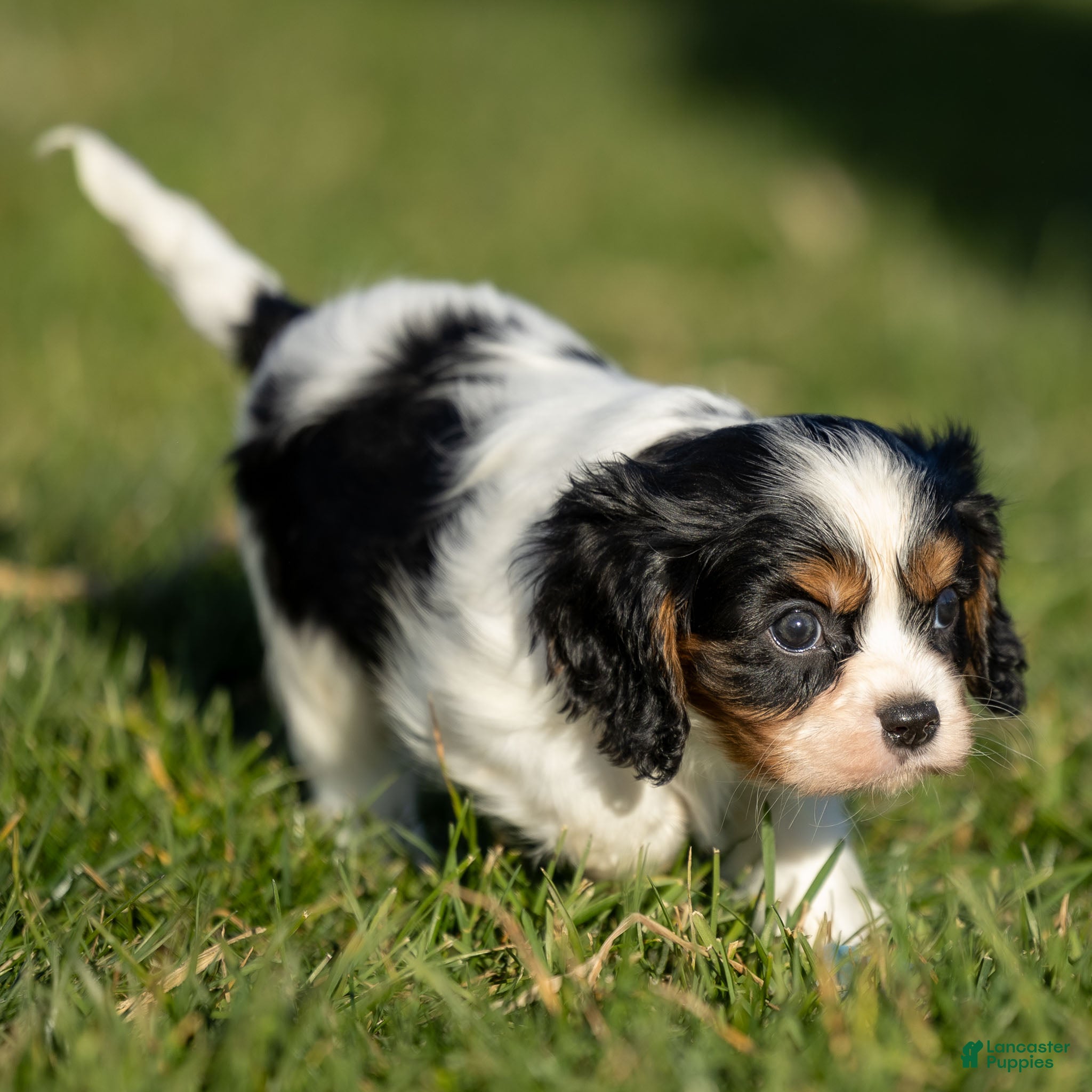 Cavalier King Charles Spaniel dogs Baxter - Ad 2