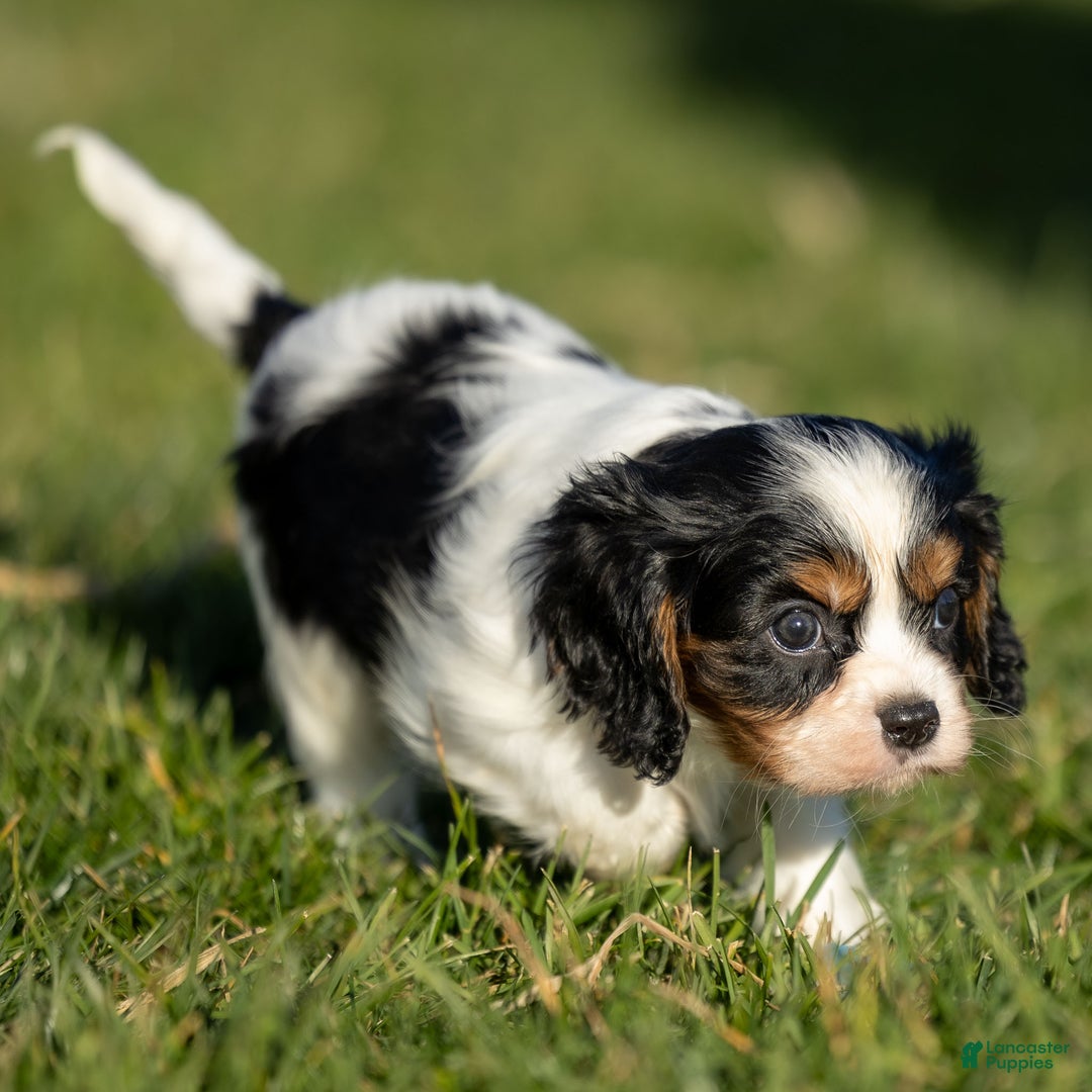 Cavalier King Charles Spaniel dogs for sale: Baxter - Ad 2
