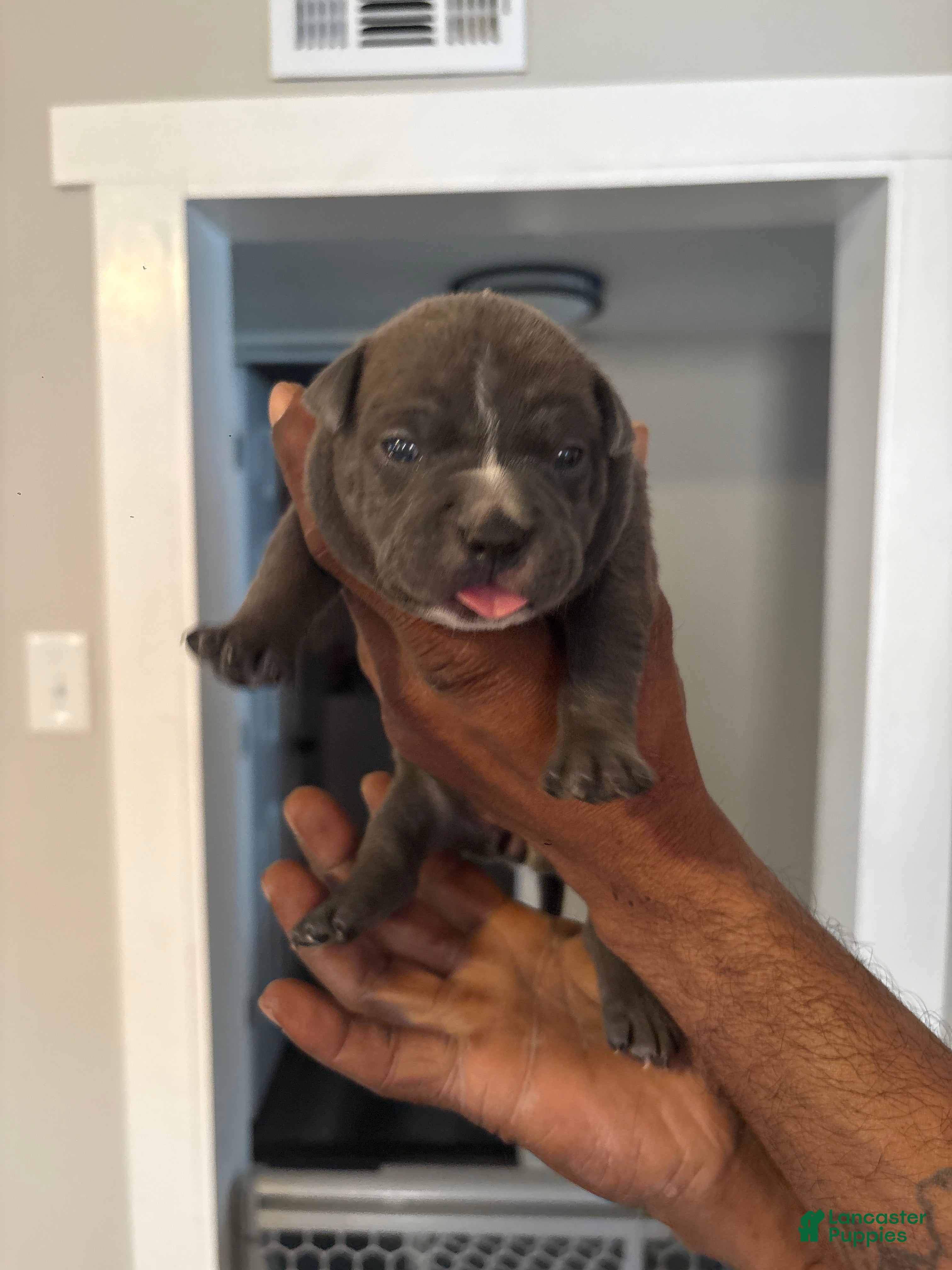 American Bully dogs American Bully Puppy 3 - Ad 4