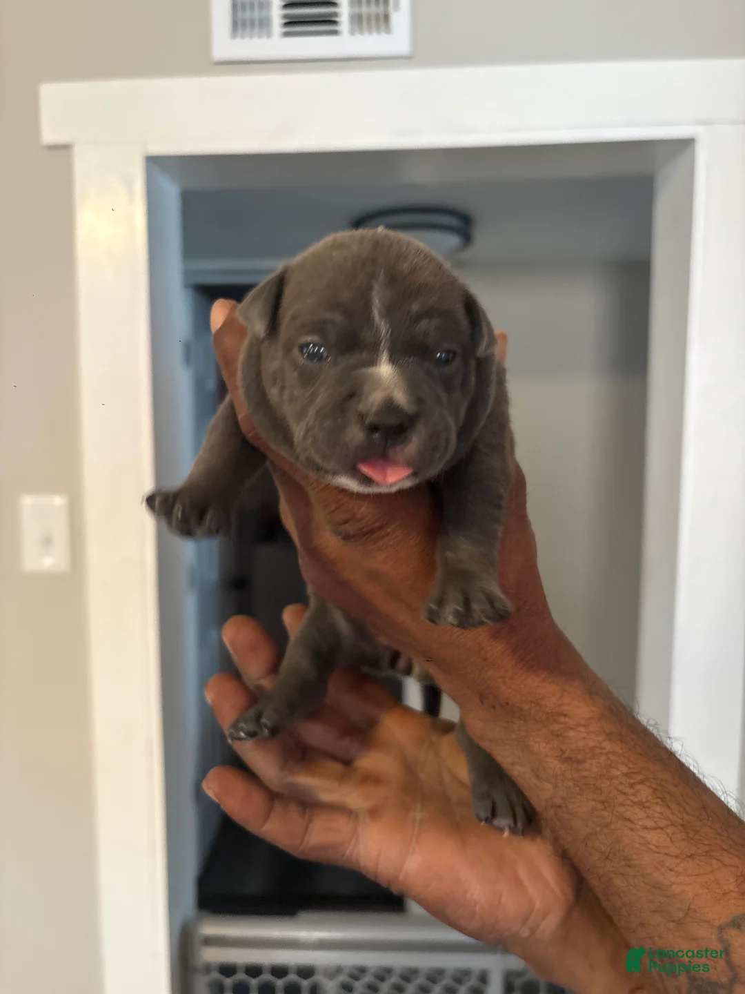 American Bully dogs for sale: American Bully Puppy 3 - Ad 1